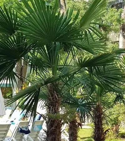 Yassen Holiday Village Sunny Beach